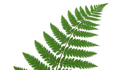A single green fern frond isolated on a white background 29.