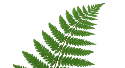 A single green fern frond isolated on a white background 29.