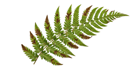 A single green fern frond with brown tips on a white background.