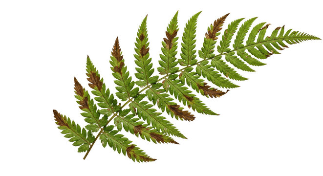 A single green fern frond with brown tips on a white background. - Powered by Adobe