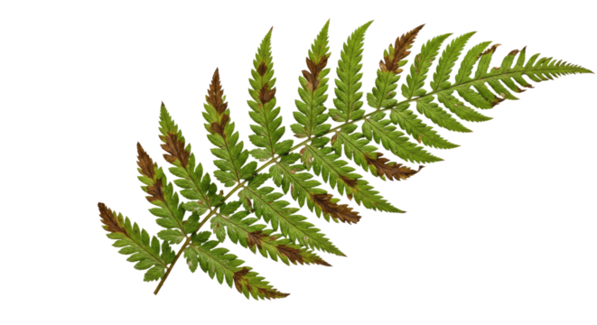 A single green fern frond with brown tips on a white background.
