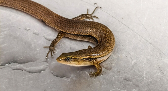 Common sun skink (Eutropis multifasciata), also known as the many-lined sun skink.