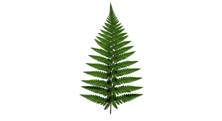 A single green fern leaf isolated on a white background 1.
