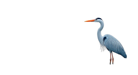 Fototapeta premium A grey heron with an orange beak is depicted standing in a natural environment, showcasing its elegant form and features.