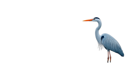 A grey heron with an orange beak is depicted standing in a natural environment, showcasing its elegant form and features.
