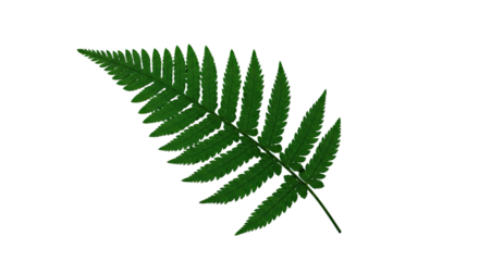 A single green fern leaf isolated on a white background 9.