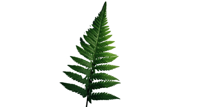 A single green fern leaf isolated on a white background 8.