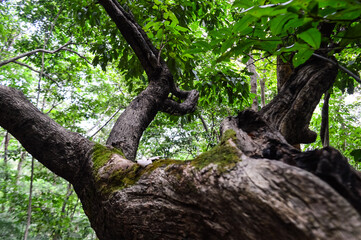 trees covered with green moss. Beautiful nature in the Forest.