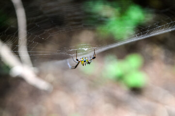 A spider is on its web, waiting for prey, with a blurred background