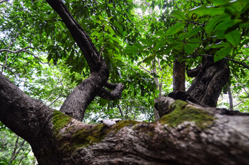 trees covered with green moss. Beautiful nature in the Forest.