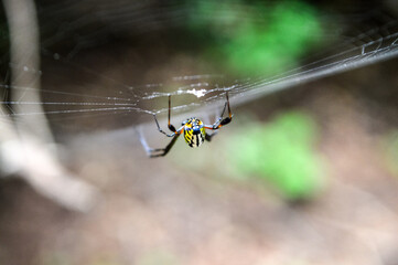 A spider is on its web, waiting for prey, with a blurred background