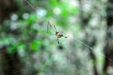 A spider is on its web, waiting for prey, with a blurred background