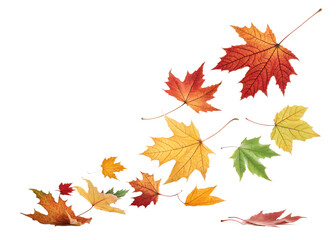 Fototapeta premium autumn leaves isolated on white