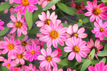 Fototapeta premium Beautiful pink zinnia flower in garden for background