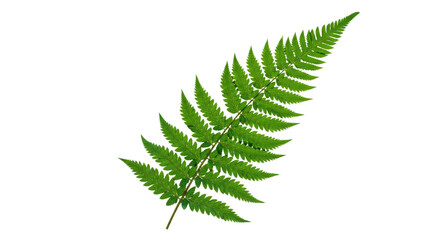 Naklejka premium A vibrant green fern frond isolated on a clean white background 2.