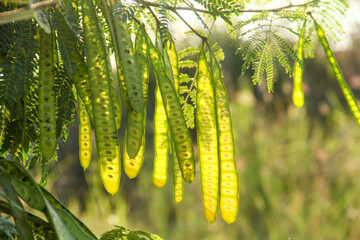 Petai tree or Leucaena leucocephala which produces young green petai fruit