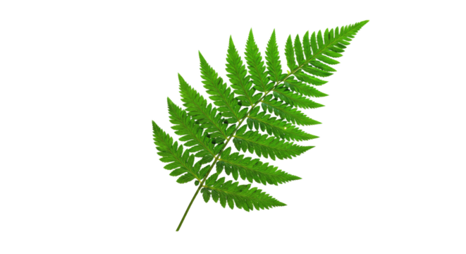 A vibrant green fern frond isolated on a white background 1.