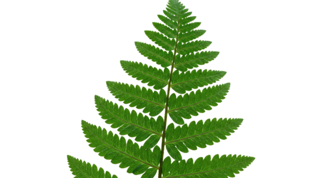 A vibrant green fern frond isolated on a white background showcasing intricate leaf patterns 1.