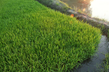 Rice plant nursery areas start from seed to germination, before being moved to a larger rice field area