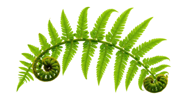 A vibrant green fern frond unfurling with intricate details.