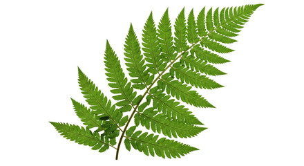 A vibrant green fern frond with intricate details 3.