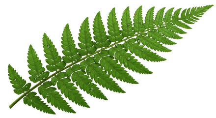 A vibrant green fern frond with intricate details 5.