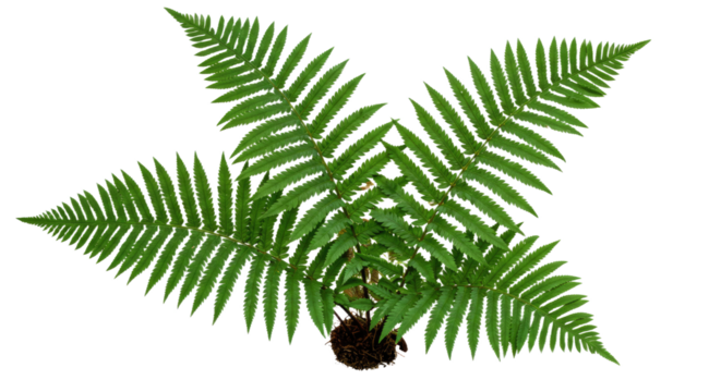 A vibrant green fern plant with delicate fronds arranged in a starburst pattern.