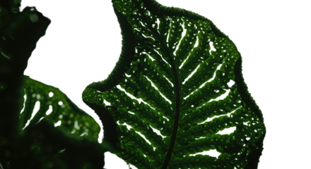 Close up of a dark green leaf with white speckles and veins.