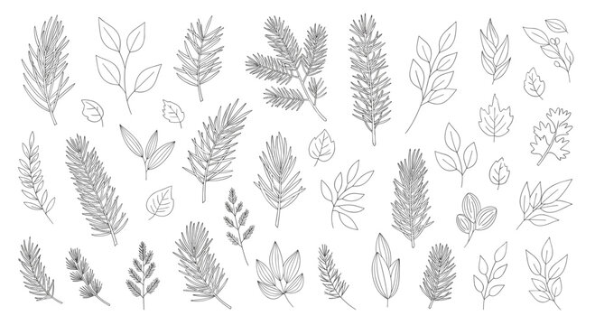 A collection of delicate hand drawn botanical illustrations featuring various wild plants and herbs