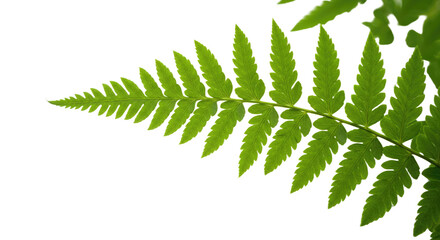 Close up of a vibrant green fern frond against a white background 1.