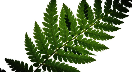 Close up of a vibrant green fern frond against a white background 5.