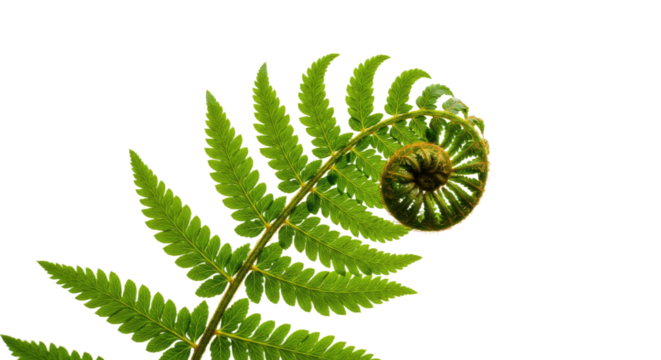 Close up of a vibrant green fern frond unfurling 4.