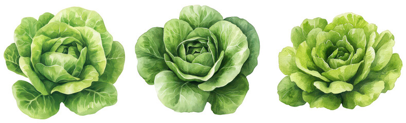 Obraz premium Fresh Green Lettuce Varieties in Vibrant Colorful Arrangement on a Transparent Background