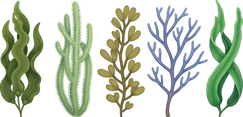 Five seaweed species illustrated with unique shapes, colors, textures, marine algae diversity, botanical study, ocean plant design, environmental science reference