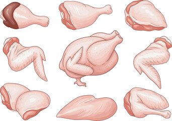 Raw chicken cuts illustrated in detail, drumsticks, wings, thighs, breasts, whole poultry anatomy, cooking preparation, culinary reference, food design, butcher chart