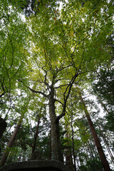 比叡山山頂付近の木々の風景