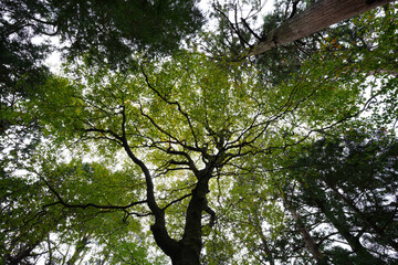 比叡山山頂付近の木々の風景