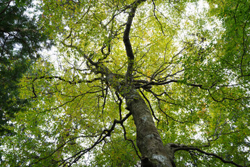 比叡山山頂付近の木々の風景