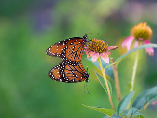 Pair of Queen butterflies (Danaus gilippus) mating and hanging on a coneflower in the summer...