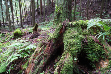 Fototapeta premium 比叡山延暦寺の苔むした境内の地面