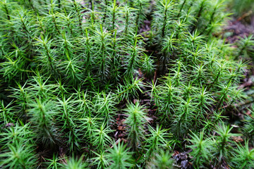比叡山延暦寺の苔むした境内の地面