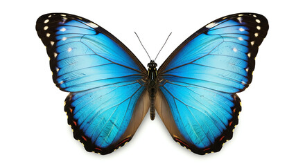Obraz premium Blue butterfly with transparent background