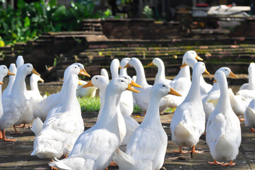 duck or ducks on the farm , farm animal
