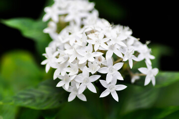 Pentas lanceolata , Egyptian star cluster or RUBIACEAE or Egyptian starcluster or Starflower or White Egyptian starcluster flowers
