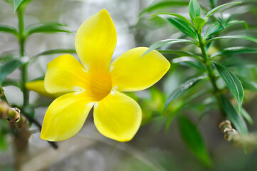 Allamanda cathartica L , Golden trumpet or Allamanda or APOCYNACEAE