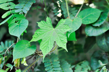 Camonea vitifolia, Convolvulaceae or  Distimake vitifolius or weed