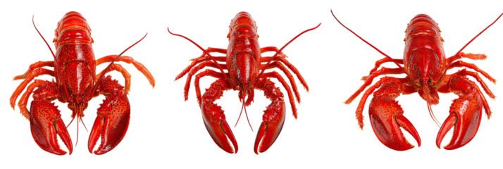 Trio of red lobsters, overhead, centered on black