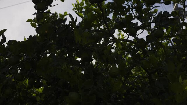 Kaffir Lime Bathed In Noon Sunlight, A kaffir lime glistens with dewdrops under noon sunlight, its vibrant green swaying gently, perfect for a lush cinematic scene or a tropical video allure.