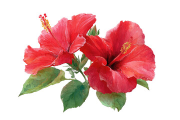 Fototapeta premium Two red hibiscus flowers with pistils, on black