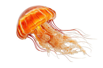 Orange jellyfish with flowing tentacles floats in the dark